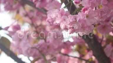 美丽的樱花在春天盛开。 日本樱花树上的粉红色花朵